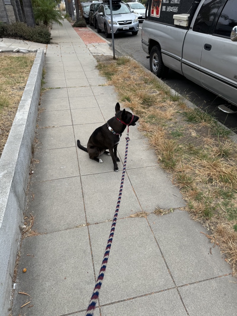 A picture of a black dog named Bowie sitting, taken on July 6 2024 at 7:16 am